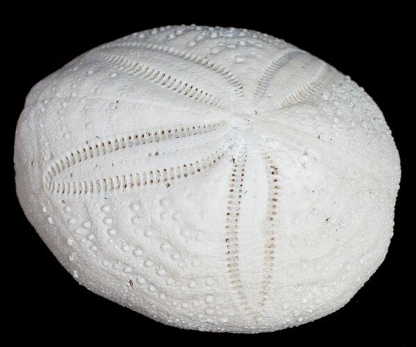 Fossil Sea Urchin From Florida - Lab Prepared #9927